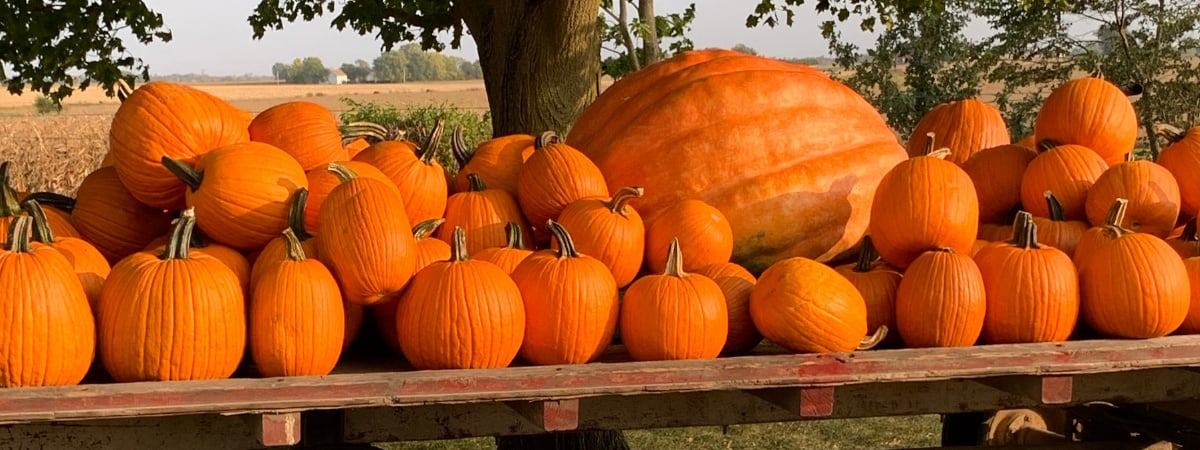 when does pumpkin patch start